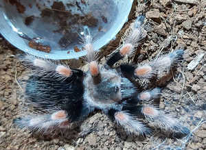 Brachypelma smithi - Mexican Redknee Tarantula