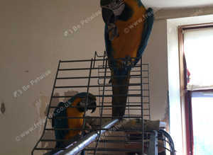 Macaw blue gold 2 available