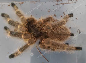 Taksinus bambus - bamboo tarantula