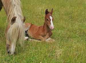 Beautiful PRE fusion Andalusian x arab colt
