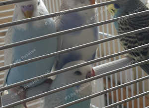 Budgies
