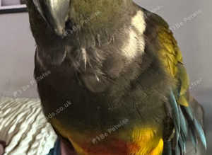 Patagonian Conure