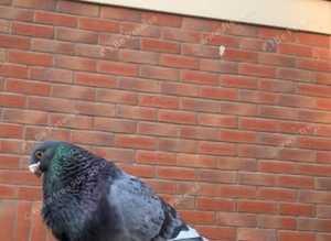 Spanish Pigeons for Sale - Gorgueros, Gaditanos & Laudinos