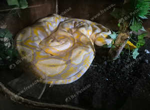 Reticulated pythons