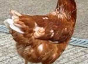 Point of lay chickens for sale - Leatherhead, Surrey