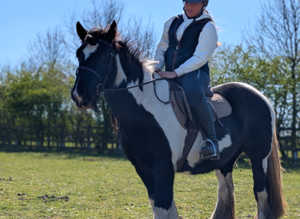 Super traditional cob 14.2hh