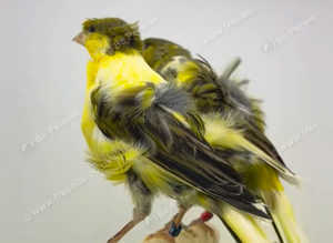 Canaries