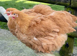 Cochin hatching eggs x 6/12/