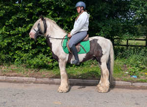 Beautiful traditional cob gelding