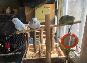 Budgies for Sale - £20 each