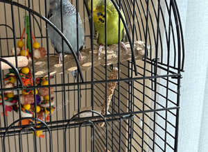 Male and female budgies