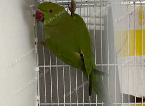Ringneck boy