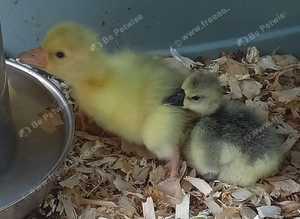 Goslings for sale