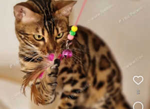 Bengal girl cat
