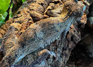 Giant Leaf-tailed Geckos Uroplatus (Pair)