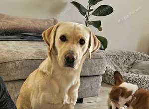 Dog for stud. Great shape and looking