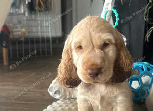 3 adorable show cocker spaniel boys