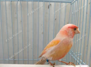 Red diamorphic cock