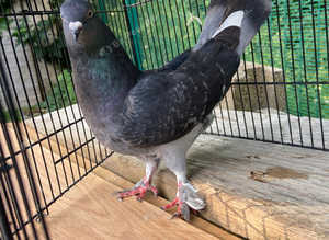 Fancy pigeon