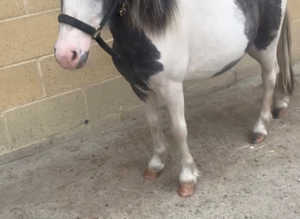 Shetland x cob