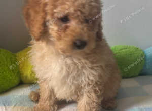 Ruby Toy Cavapoo Puppies Last Puppy