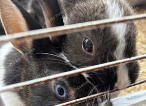 Rabbits 35