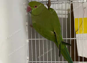 Baby green ringnecks crazy offer