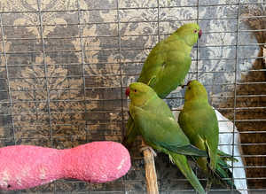 Last few ringnecks
