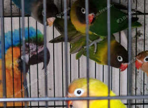 Black masked lovebirds