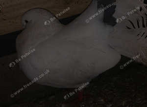 Pigeons for sale