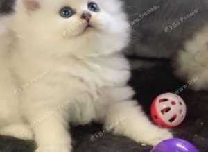 British Longhair Silver Shaded Chinchilla