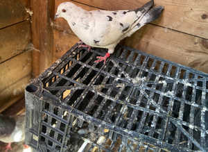 Racing white pigeon
