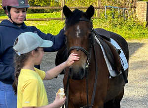 Stunning bay mare