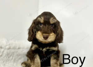 1 gorgeous chocolate cream Cockapoo boy