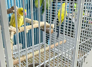 ringneek parrot Glasgow