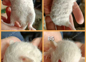 Baby boy rats
