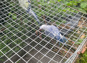 Indian ringnecks