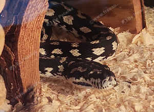 Jaguar Python