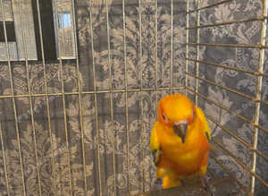 Sun conure