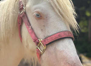 Cromello to make 14'2 native cob