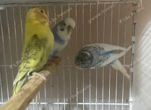 Stunning budgies