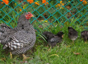 Barred Rock Bantum pre order