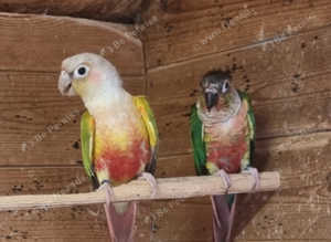 CONURES BREEDING PAIR