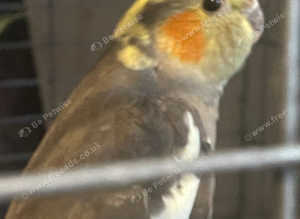 Beautiful cockatiels not many babies around this time