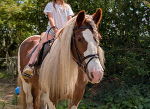 Stunning 14.2hh traditional cob