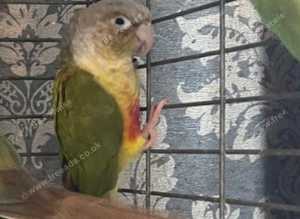 Last pinneapple conure girl
