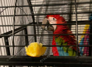 Baby Greenwing 26 weeks younger