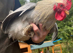Bantam cockerel