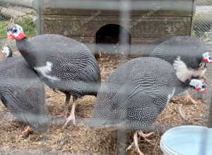 Guinea fowl keets for sale