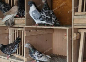 Fancy pigeons